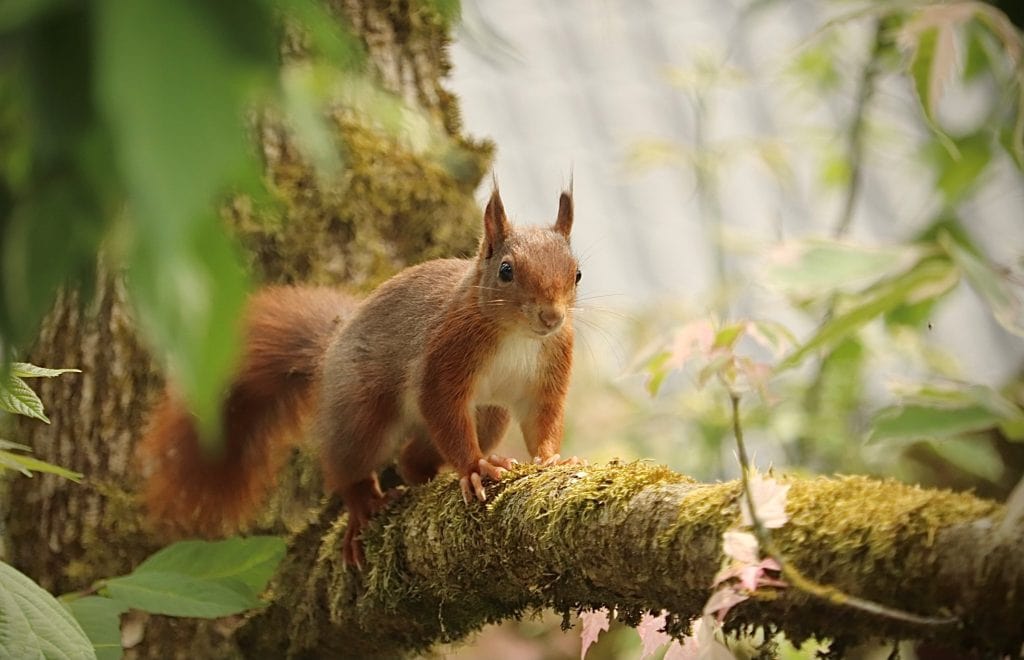 Waldbaden für Kids – Ressourcen stärken mit der Natur
