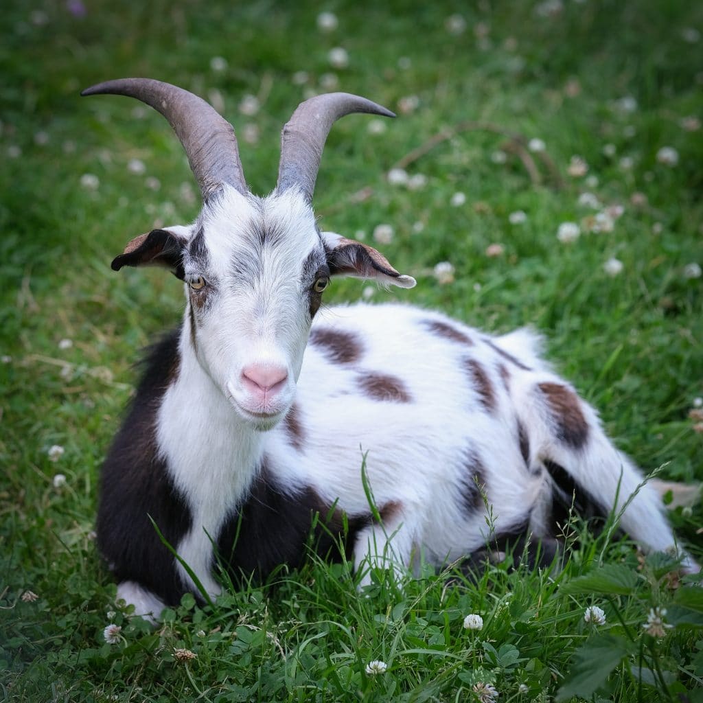 Weihnachts-Event mit den Hickenziegen