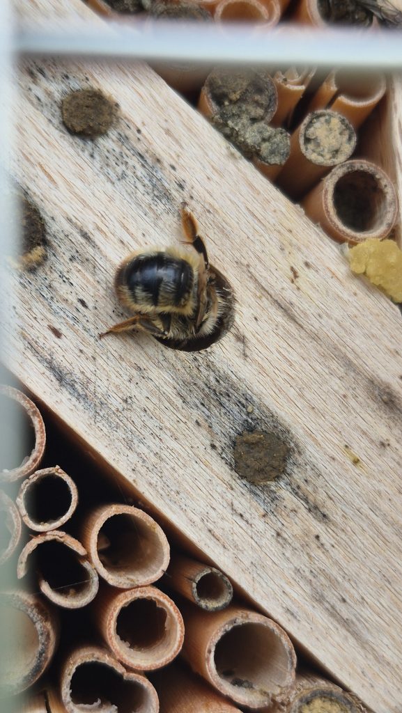 ZukunftsWERTE Wasserorte "Paradies Hellertalaue"
