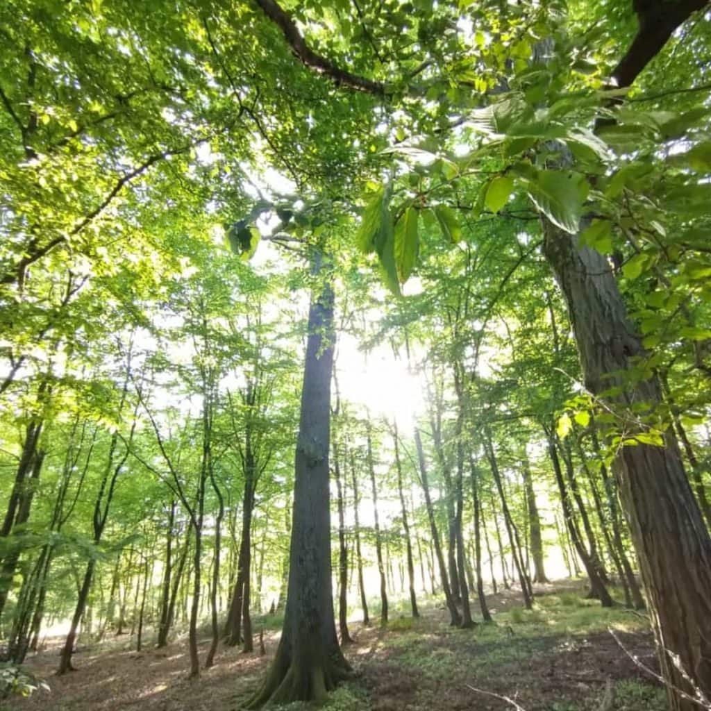 Geführtes Waldbaden mit Monika Neuser