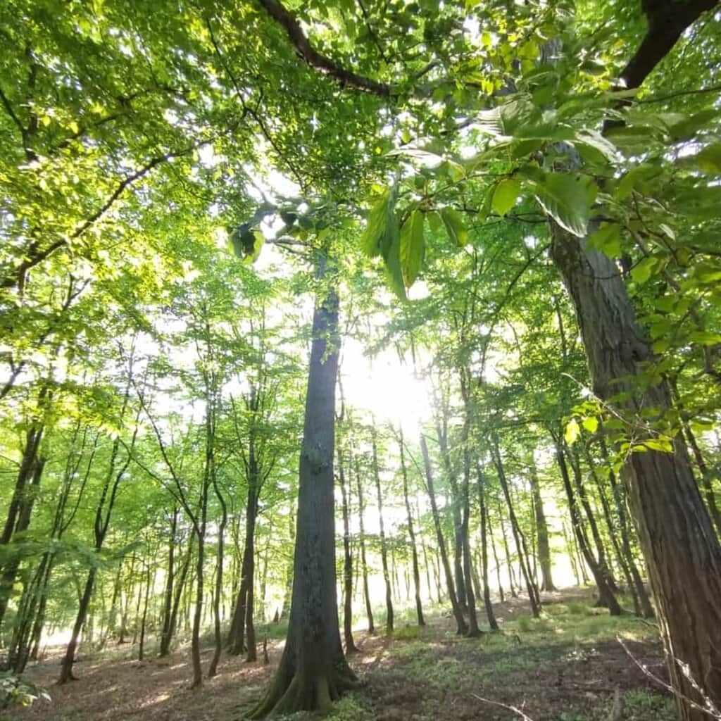 Geführtes Waldbaden mit Monika Neuser