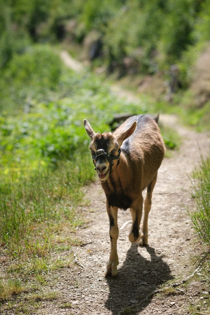 Herbstwanderung mit den Hickenziegen