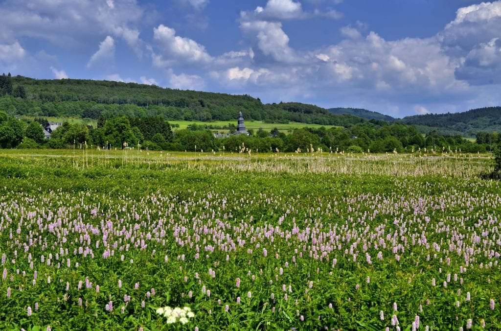Natur-Spur „Wetterbachwiesen“