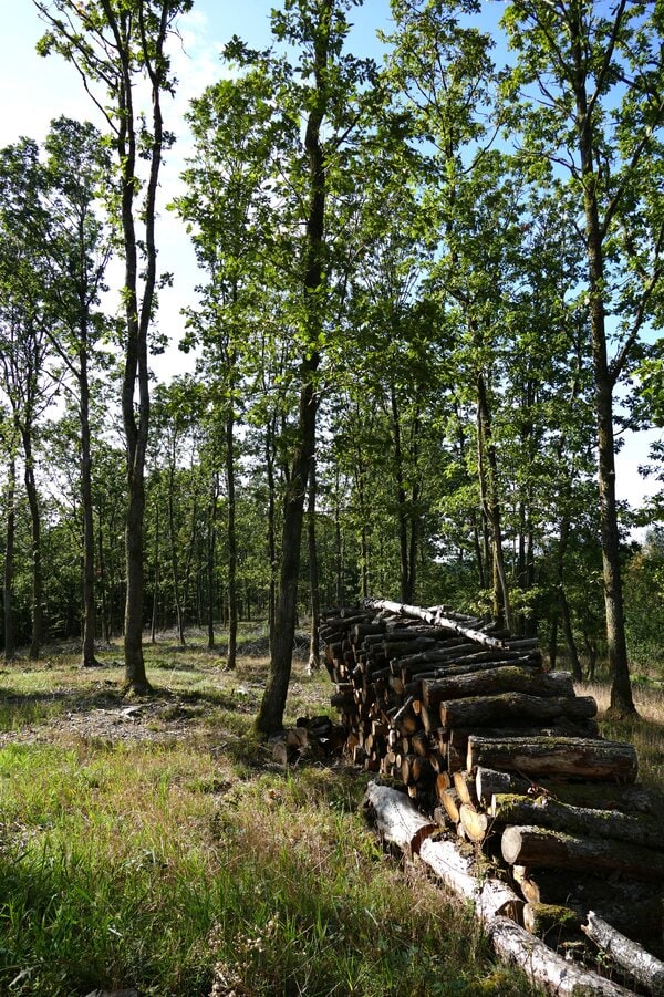 Hauberge für den Naturschutz – der Hauberg 2.0