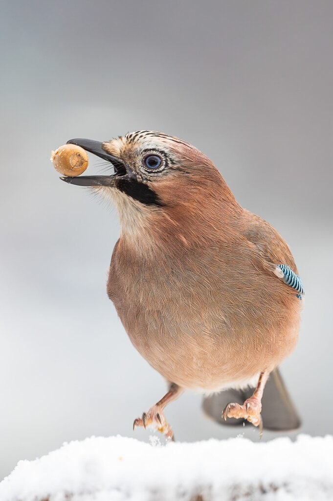 Kulturcafé – Zu den Wurzeln des Haubergs
