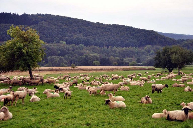 Foto: Heimatverein Holzhausen