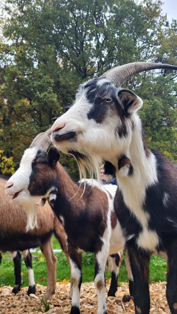 Besuch bei den Hickenziegen