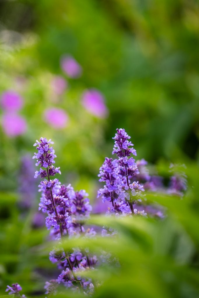 Foto: Simon Werner photography