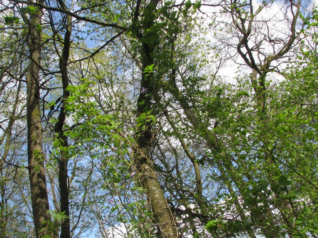 Naturkundliche Führung: Waldumbau