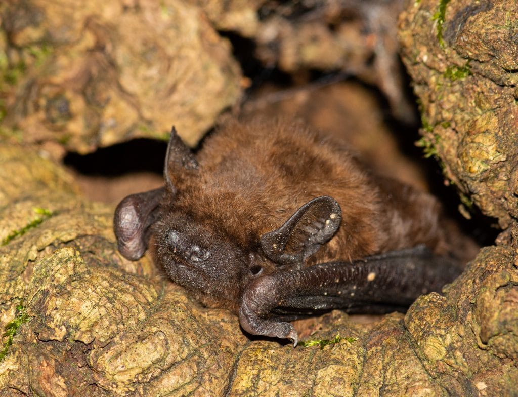 Den fliegenden Mäusen auf der Spur – Fledermausnacht in Wiederstein