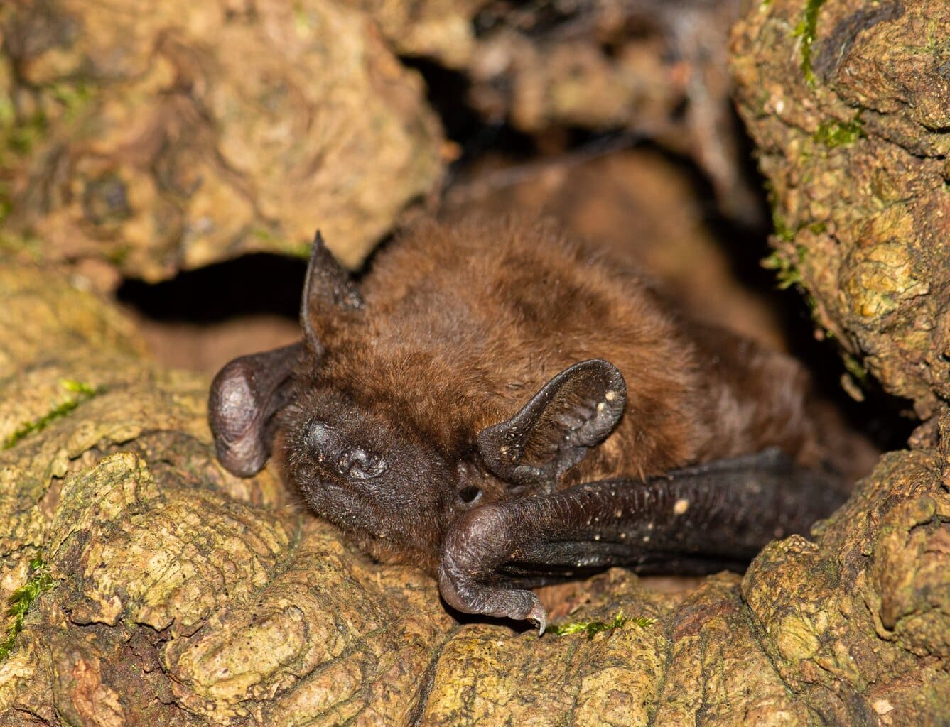 Den fliegenden Mäusen auf der Spur – Fledermausnacht in Wiederstein