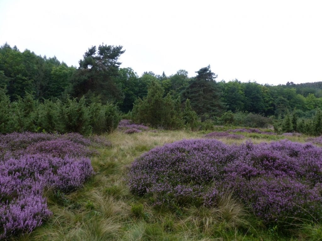 Märchenhaft, schmackhaft und heilsam – der Wacholder