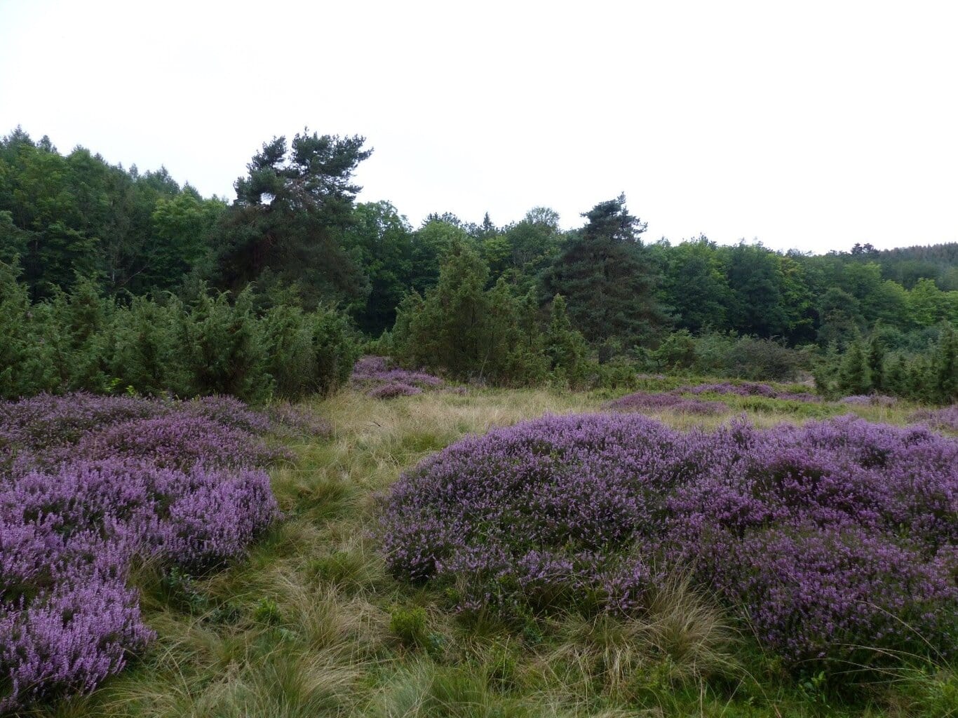 Märchenhaft, schmackhaft und heilsam – der Wacholder