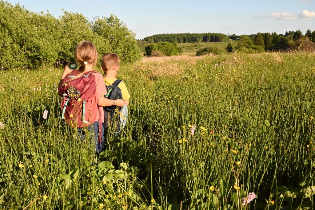 Auf den Spuren des Rotmilans