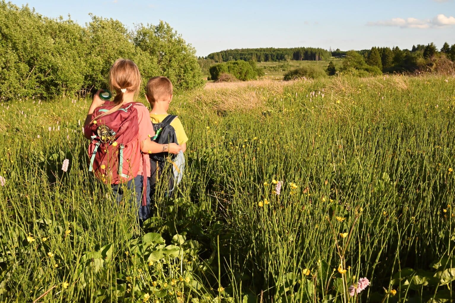 Auf den Spuren des Rotmilans