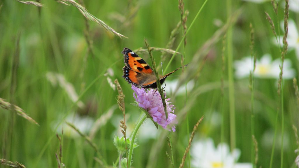 Schmetterlings-Rallye