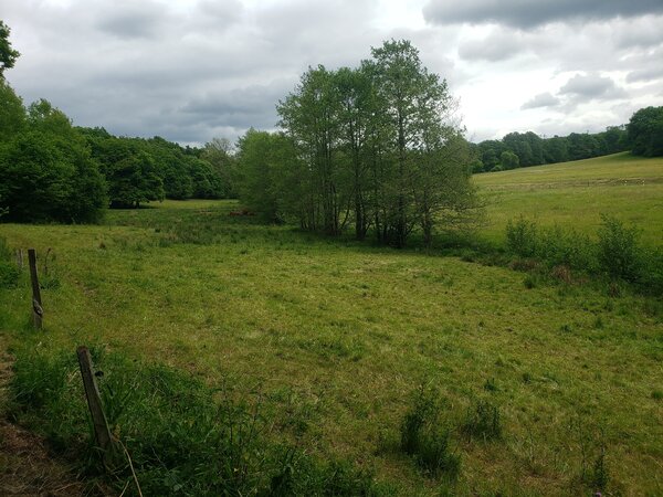 Botanische Wanderung in die „Gernsdorfer Weidekämpe“