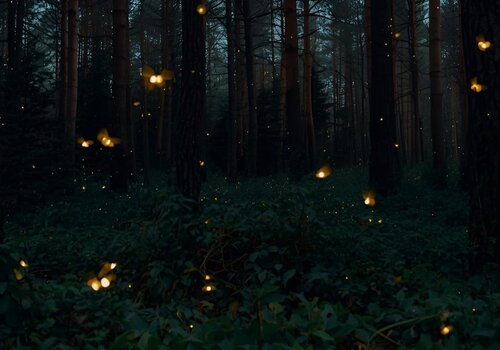 Faszination Glühwürmchen und Leuchtkäfer – Wenn die Nacht leuchtet