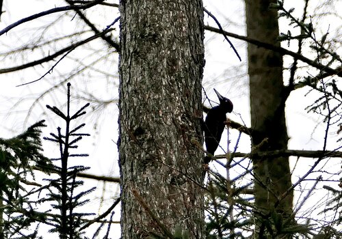 Mit dem Biologen auf Spurensuche im Wald: Die Spechte am Großen Stein