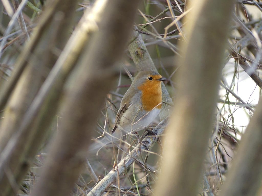 „Welchen Vogel hört man dort?“
