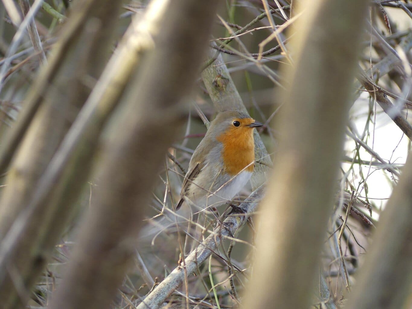 „Welchen Vogel hört man dort?“