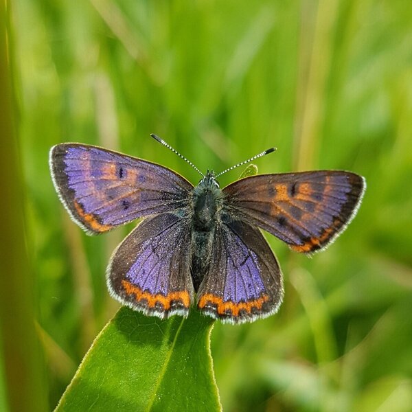 Exkursion in die Welt seltener Tagfalter des Westerwaldes