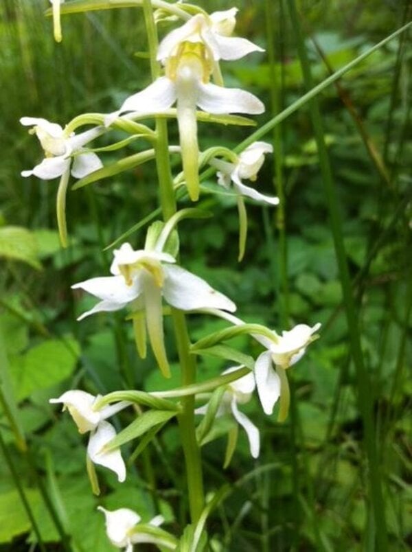 Hohenseelbachskopf und Malscheid