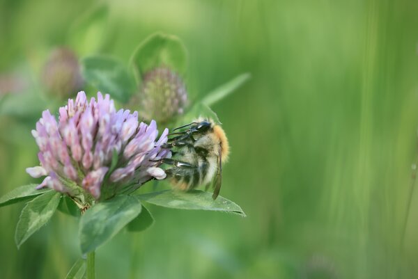 Von Hummeln, weiteren nützlichen Insekten und ihren Futterpflanzen