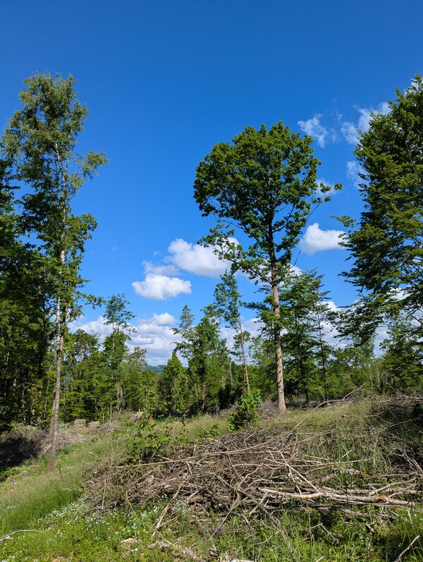 Hauberge für den Naturschutz?