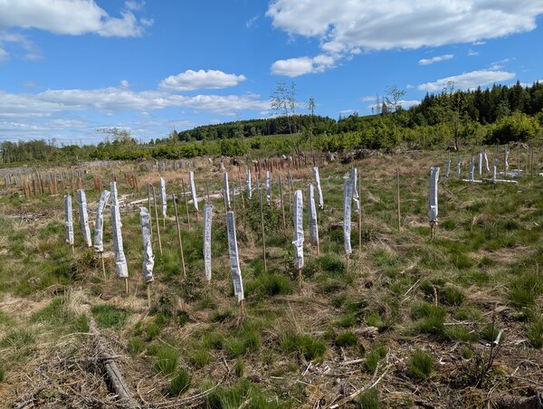 Besichtigung der Demonstrationsfläche zur Pflanzung von Laubwald auf ehemaligen Fichtenflächen