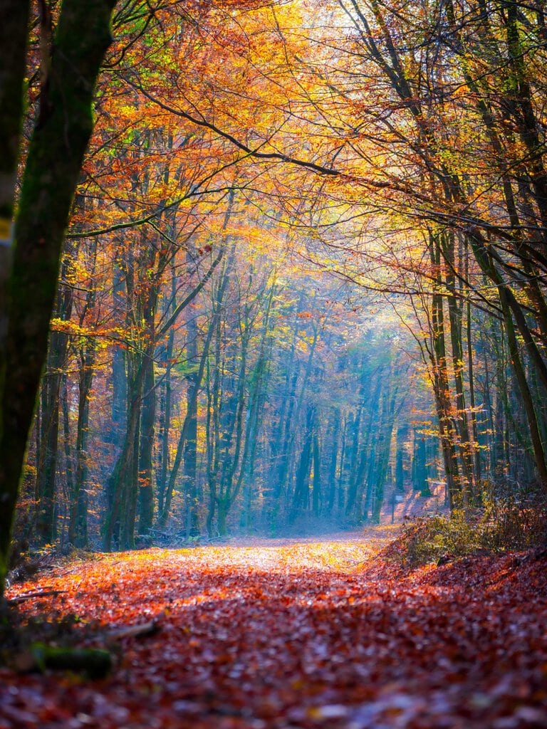Fotowalk: Herbstzauber am Großen Stein
