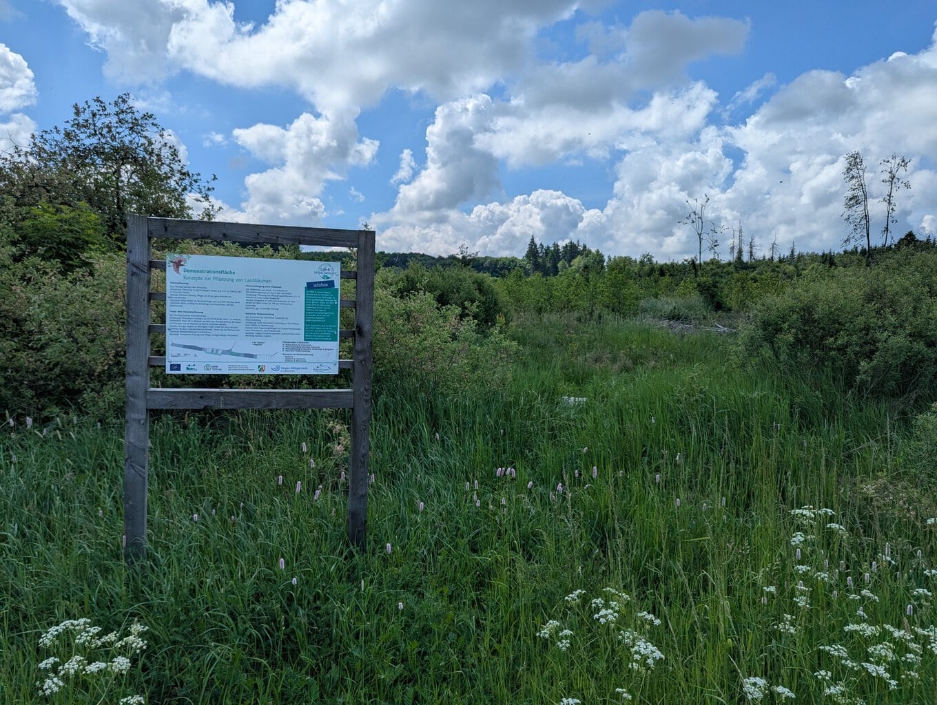 Demonstrationsfläche zur Pflanzung von Laubwald