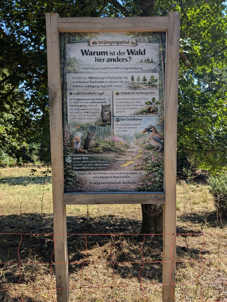 Verjüngungspfad „In der Gambach“